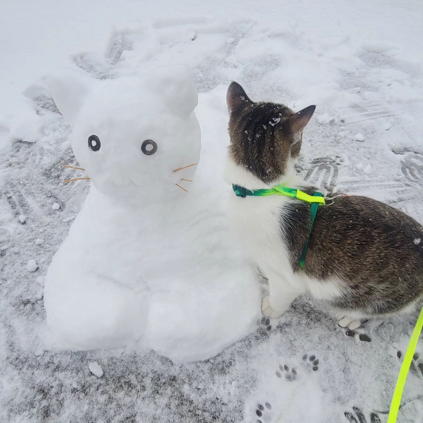 눈봄과 김봄 ❄️🐈‍⬛
눈이고 나발이고 쳐다도 안보고,,,,,
발이나털고 간식이나 내놓으라하는 고양이쉑
그래 드가자....! 

#간만에 #대설주의보 #눈펑펑 #눈고양이