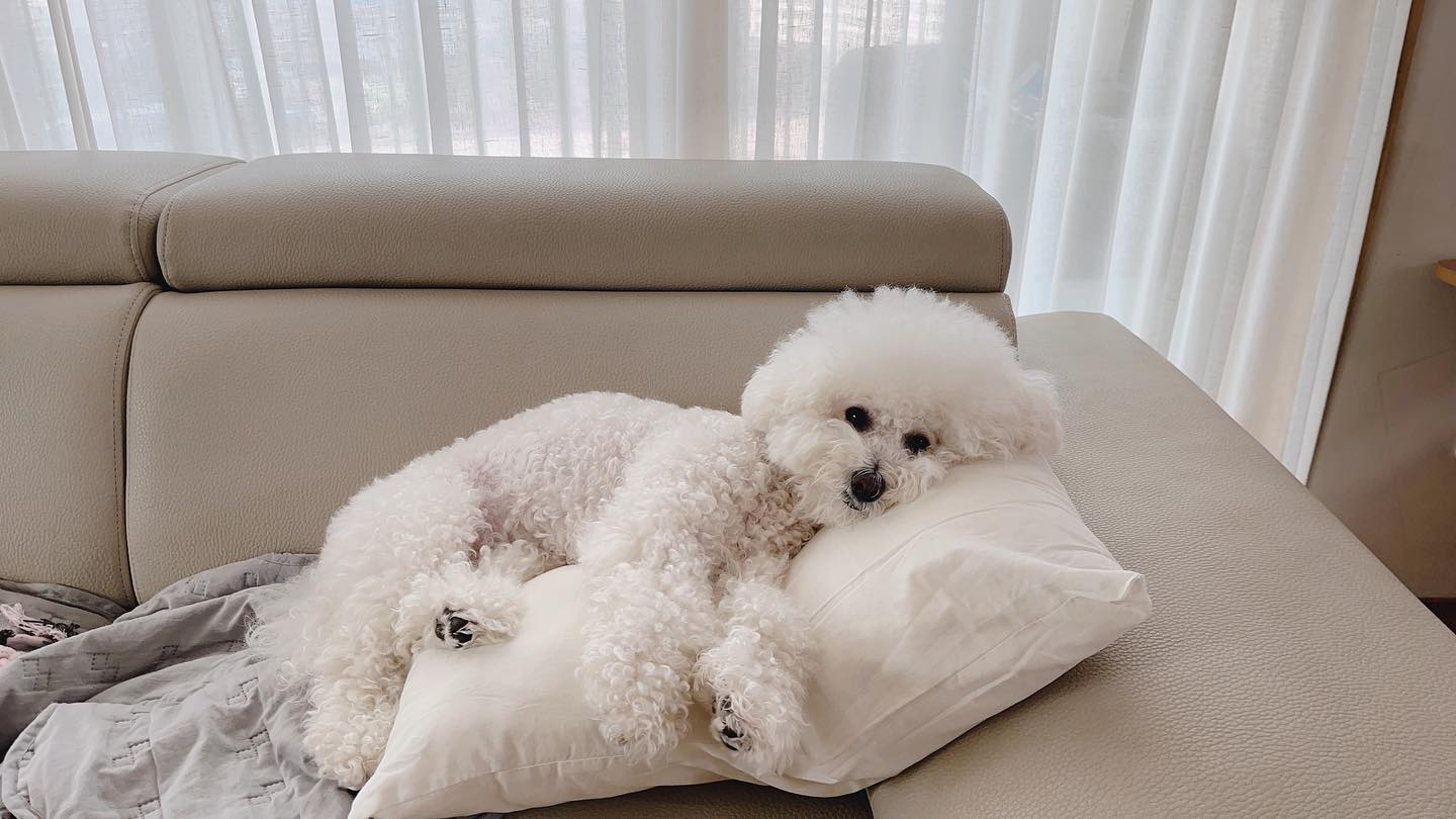 고마워 로이 
보고만 있어도 힐링❤️
#멍스타그램 #멍팔 #오늘 #비숑