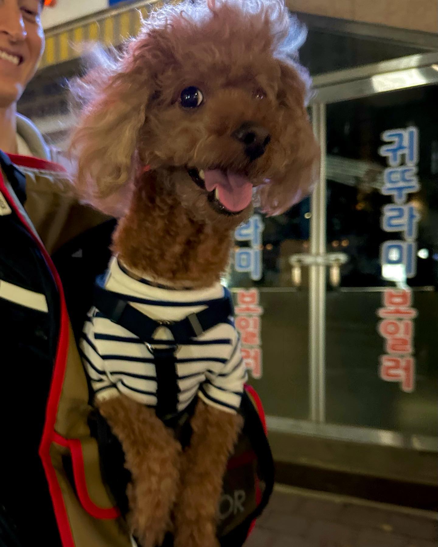 ⠀
누나랑 형아랑 #아이캔더지게백 첫 개시 겸 피자집 다녀왔어요♥️
피자집 사댱님께 짖었지만..
그럼에도.. 절 귀여워해주셔떠용...ෆ 
애견동반 피자집 만만세🙌🏻 피자도 짱맛이래용!!🍕🍕🍕
딩이도 먹고싶...딩🐶