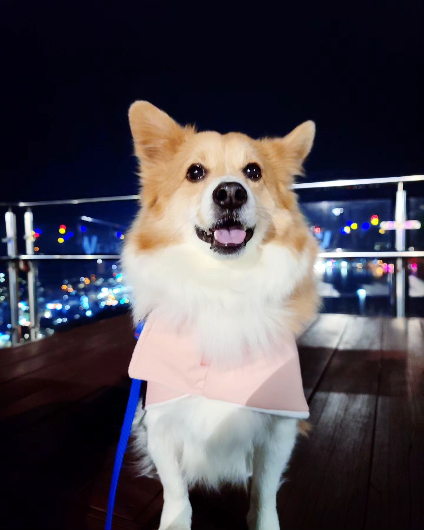 11/30
#완도타워🗼 가 있는 #완도 #다도해일출공원 에서
#우리집상전 #가을이 #자본주의미소 시전중😅

저리 아이컨택 하면서 웃어대면 아주 맘이 다 녹아내림

문제는
가을이 지도 그걸 아는데

찍고 있는데도 저렇게 계속 한다는건
지가 좋아하는 간식을 먹기 위할때만임😂;

참 예쁜데 #사진찍기싫어하는강아지 
죽어라 찍는 림림ㅋㅋㅋㅋ

가을이의 사랑스러움은 길이길이 널리 알려야해🙋‍♀️
-
-
#가을이스타그램🐶 #가을이일상 #완도여행 #완도스타그램 #완도애견동반
