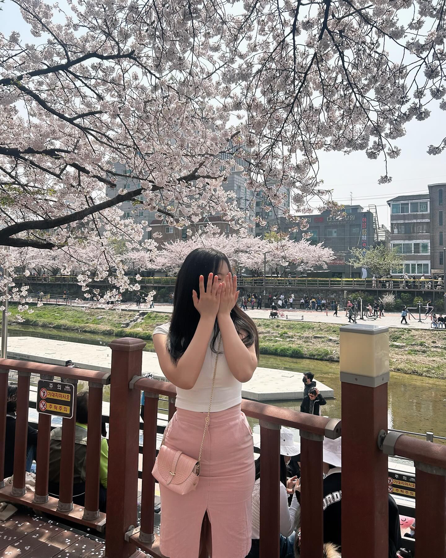 Cherry blossom🌸
