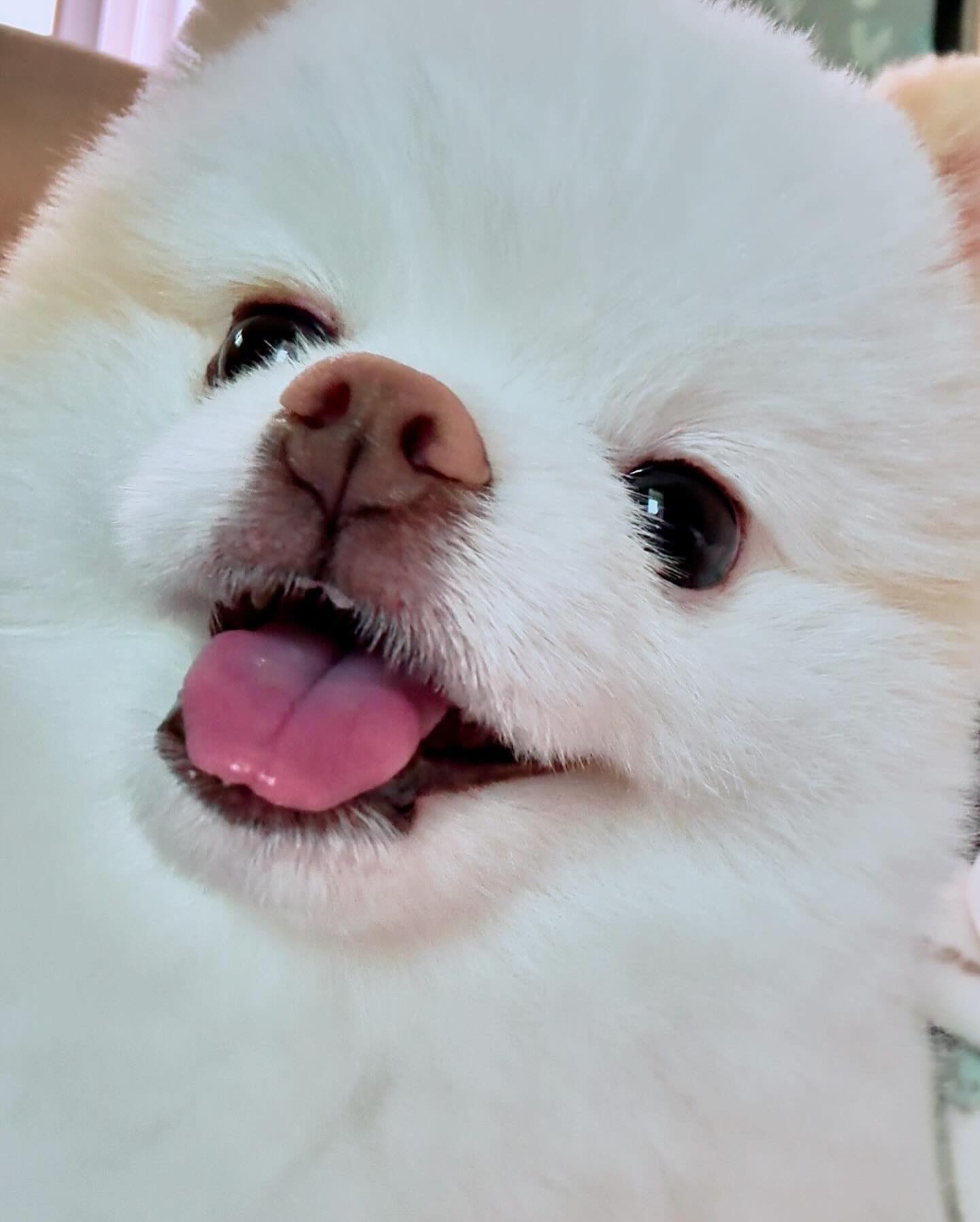 곰뭉치🤍

#반려견은사랑입니다