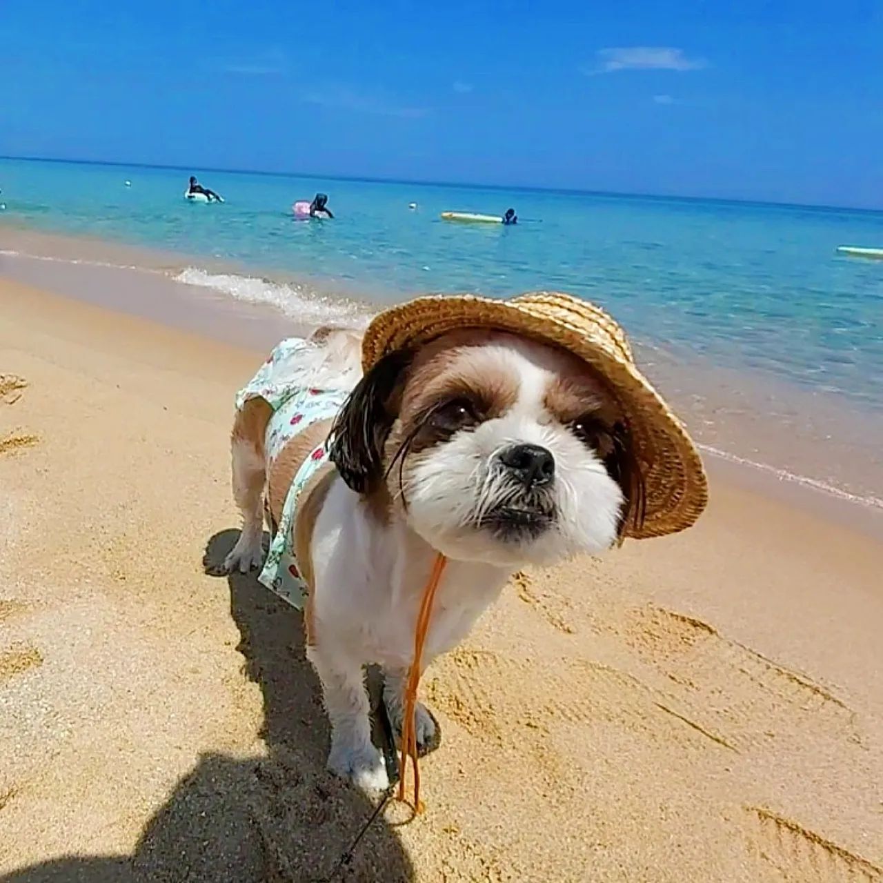 #시츄피망 
#가족여행 

피망이와 양양으로
가족여행을 다녀왔어요🏖️🏖️

저희는
개인 텐트설치
 & 반려견 출입이 가능한 
#지경리해수욕장 을 방문했답니당🐶

겁이 엄청 많은 피망이지만 
웬일인지 파도랑 튜브타기를 
좋아해서 텐트안에서도 계속 
바다 가자구 밖에보기..🤭🤭

지경리해수욕장 근처 음식점으로

#입암메밀타운
🚩강원 양양군 현남면 화상천로 155

방문했는데,
반려견 동반가능 식당인데다가 

반려동물 동반 공간을 따로 주셔서 
다른 손님들께 방해 안되고 편안했어요. 

메밀국수도 메밀맛이 바로 느껴질정도로
진해서 맛있었어요:3

애견펜션에서 수영장 물놀이도 하고, 
집가는 차안에선 세상모르고 잠든 피망쓰🫑🫑
