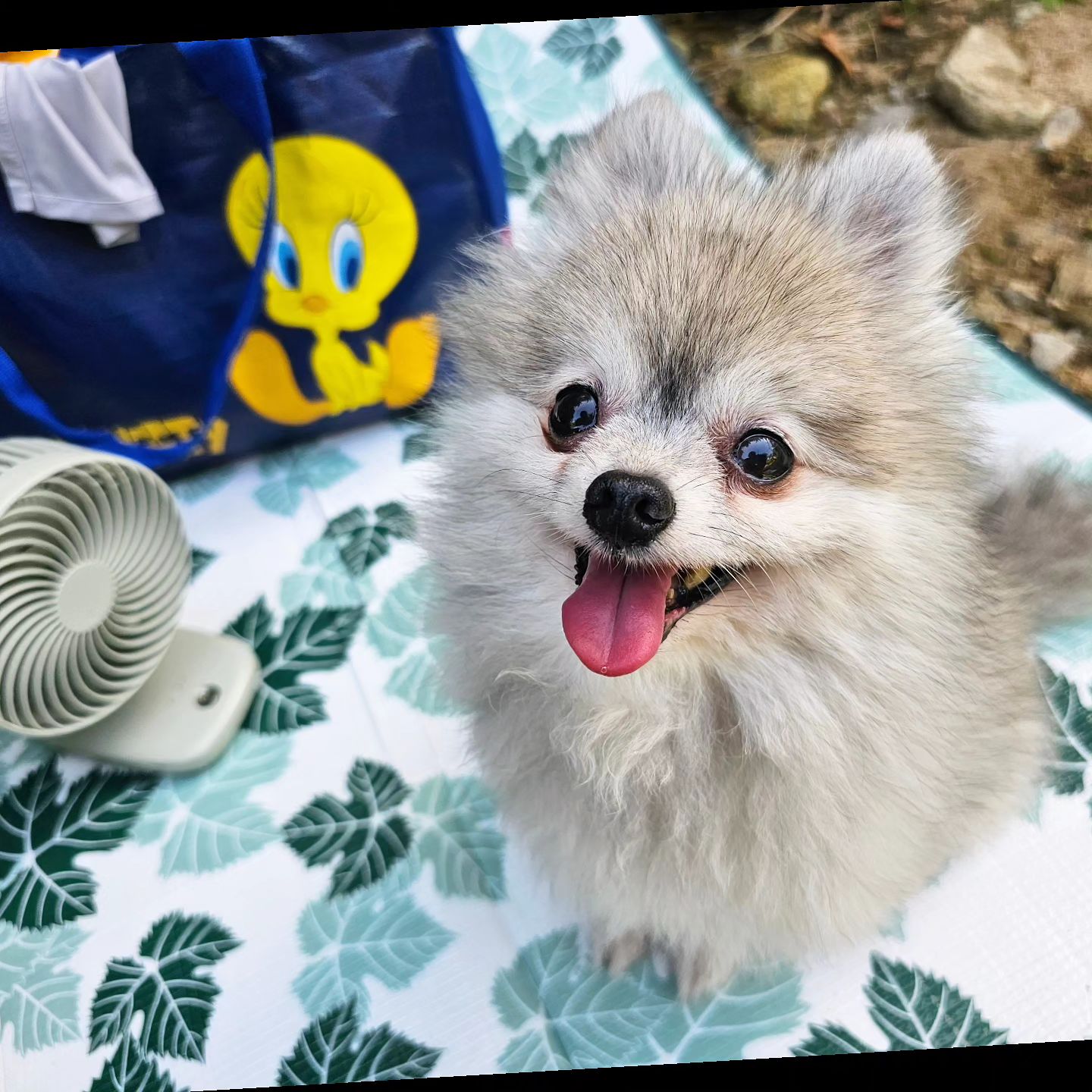 .
내가 아는 14살 강아지 중에는 우리 유월이가 제일 깜찍할거야🥰
.
.
.
.
.
#유월이 #14살노견 #계곡 #멍스타그램 #오래오래같이살자