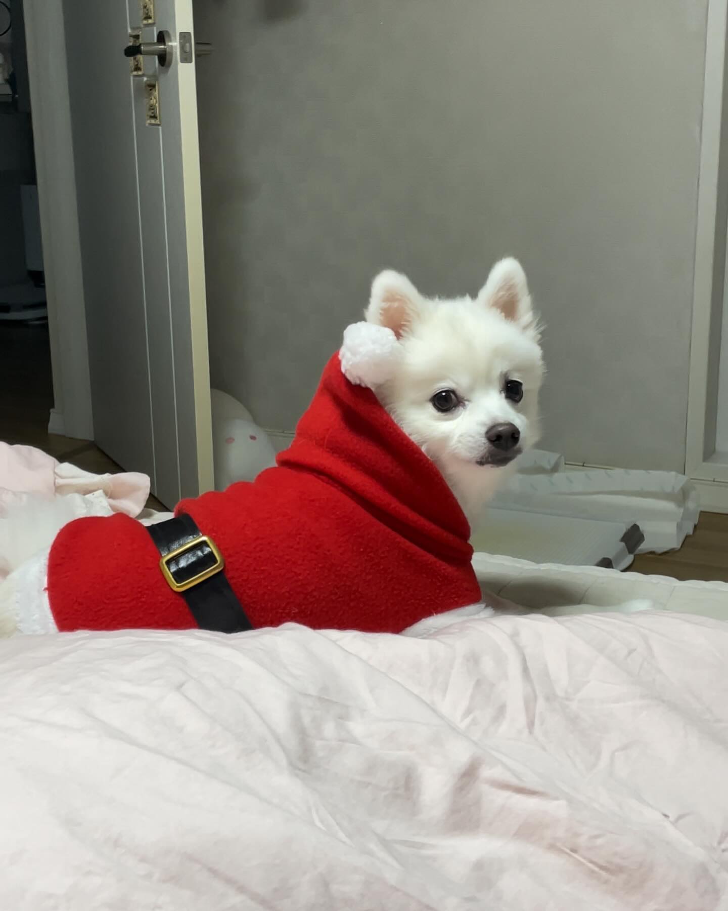 존재만으로 고마운 내새꾸 민준이🥰
산타옷 입은거 너무 귀여워서 피드에 영구박제🐶

#puppylove #개스타그램 #견스타그램 #댕댕그램 #강아지산타 #산타강아지