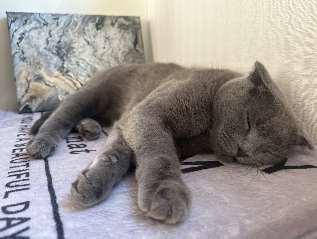 귀여운 우리🫶🏻
#회색고양이 #스코티쉬폴드