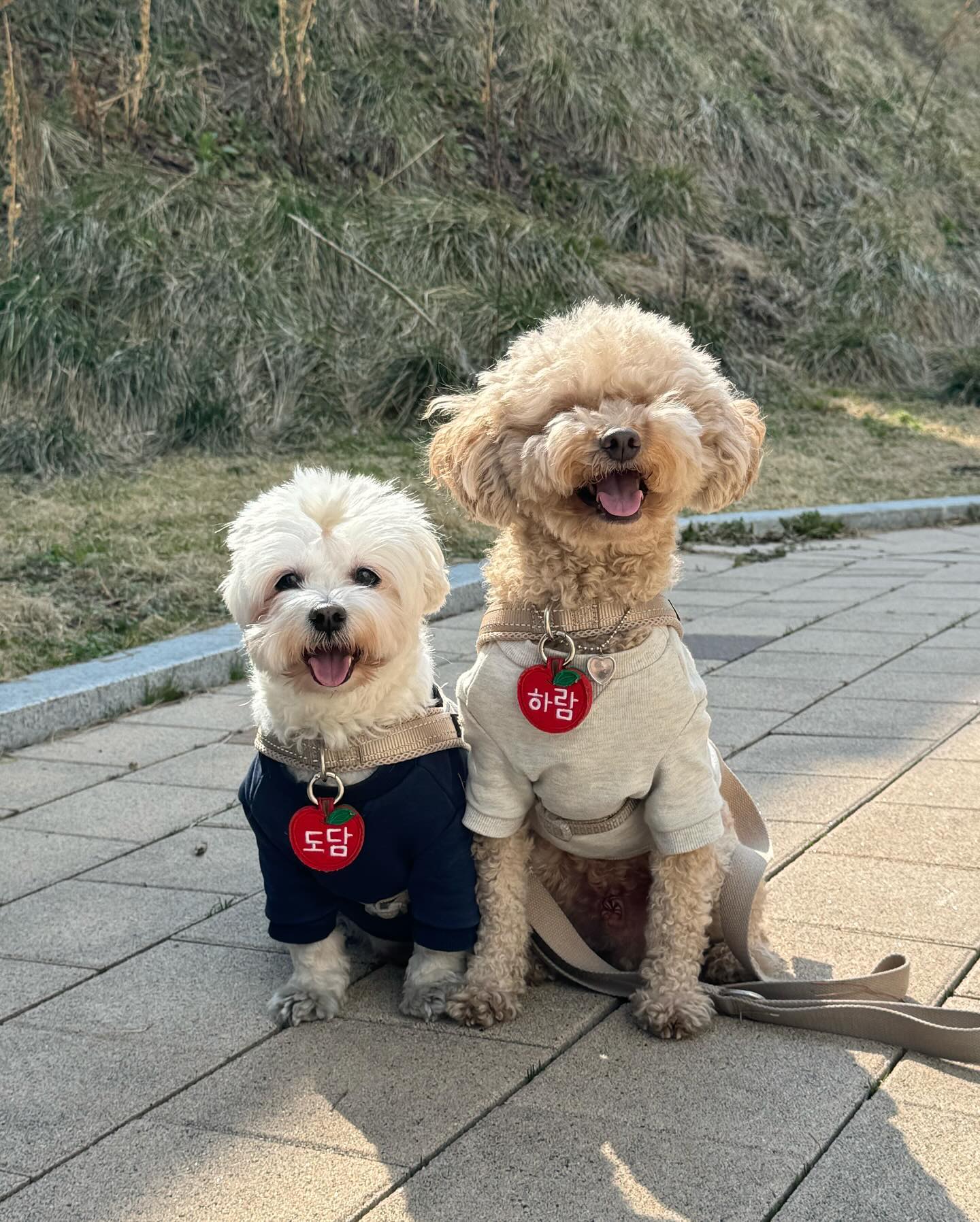 오늘 누나 일하는데 따라갔다가 
날이 너무너무 좋아서 점심에 산책하구 와찌🐾