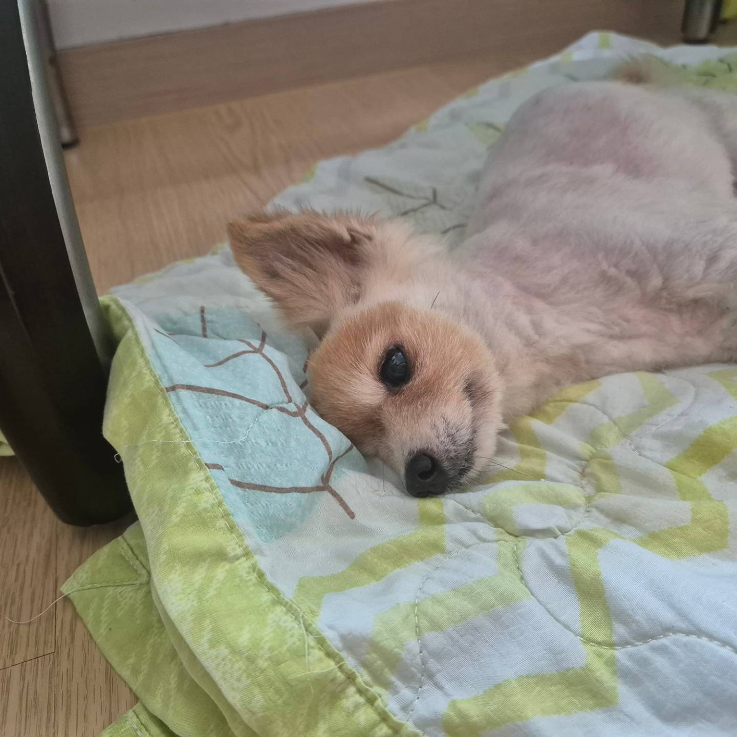 우리 티니가 어제 무지개다리를 건넜어 ᆢ
티니야!!
좋은곳으로 가서 편히 쉬어라~~
12년 동안  티니랑 함께했던 순간순간을 항상간직할께~~
사랑한다♡♡♡♡♡♡♡♡♡