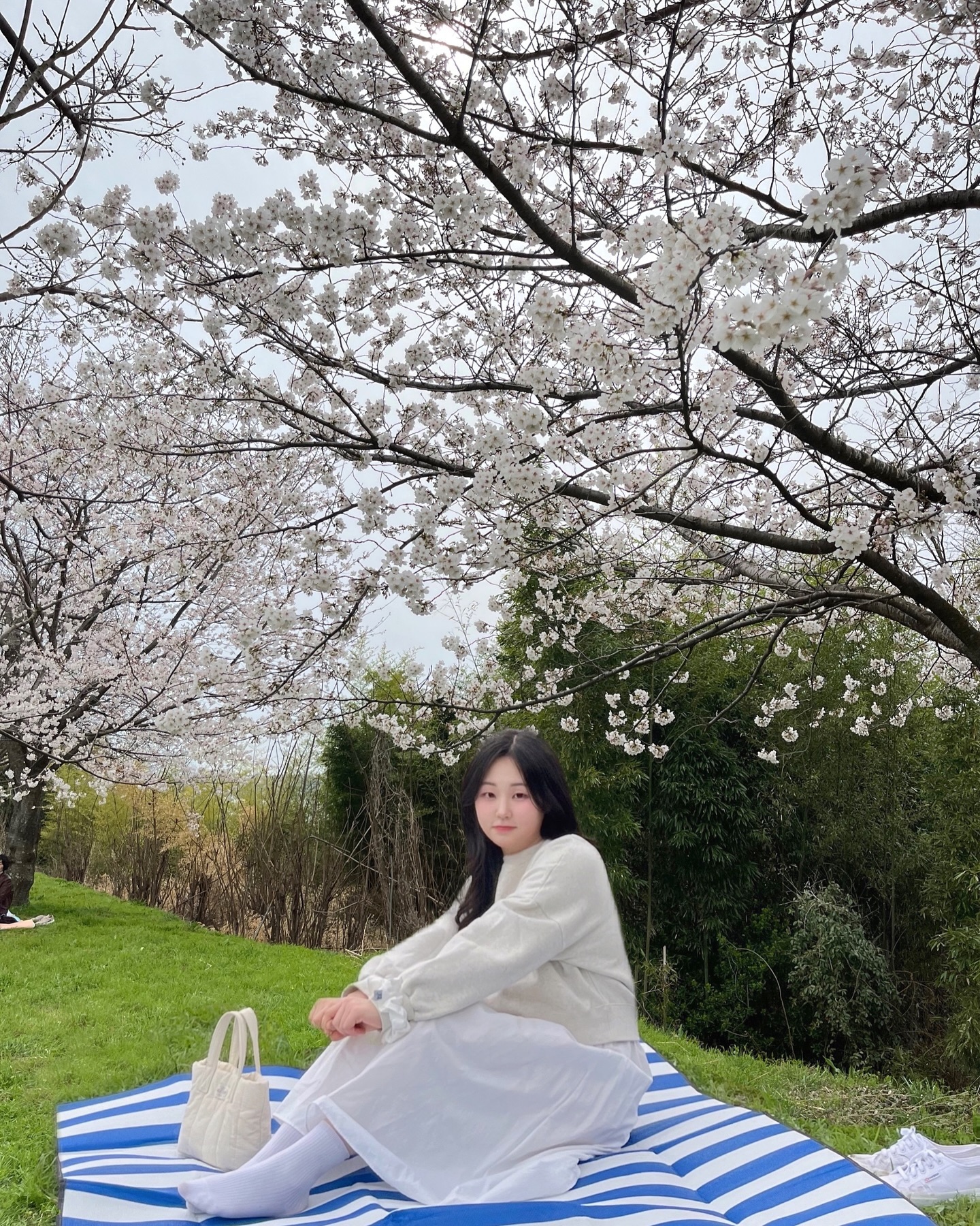 아무래도 내 퍼스널 컬러는 벚꽃 ? 🌸🤍
