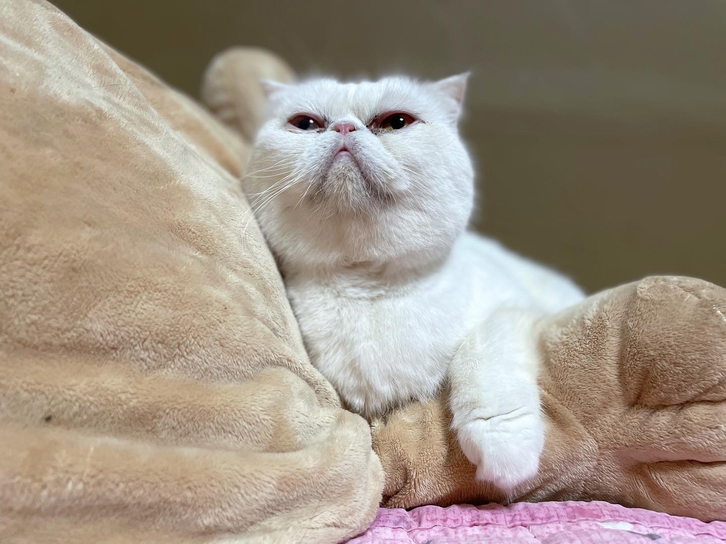 ❤️
.
.

#catstagram #cat_features  #topcatphoto #cutepetclub #catsofinstagram #cats_of_world #meowsandwoofs #meowvswoof
#excellent_cats #catstocker  #bestmeow #bestcats_oftheworld #INSTACAT_MEOWS #peco #animalsco #mofmo #みんねこ #ふわもこ部 #ねこのきもち #アメショー #アメリカンショートヘア #猫 #朝ワンコ夕ニャンコ #猫好きさんと繋がりたい #nekoclub