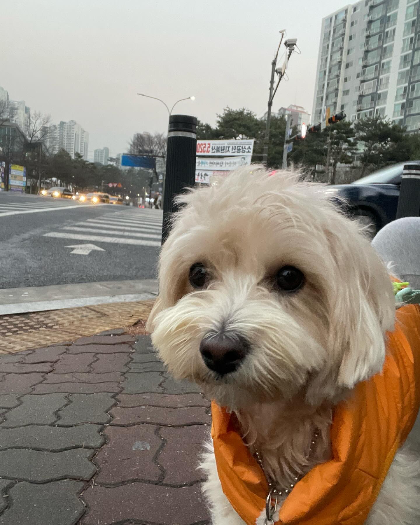 친구들 새해 복 많이 받아🧧🤍

#멍스타그램 #멍팔 #멍팔맞팔 #멍멍이그램 #멍멍 #멍뭉이 #댕댕이 #댕스타그램 #댕팔 #댕댕이스타그램 #댕댕이스타그램 #댕댕이일상 #말티푸스타그램 바