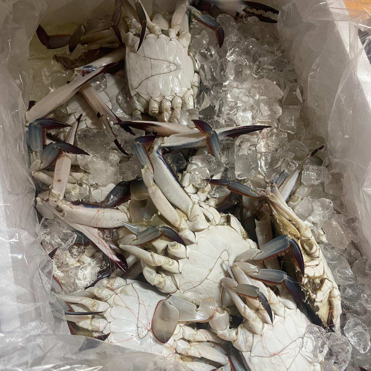 가을 꽃게🦀

#가을꽃게 #꽃게 #꽃게찜 #꽃게라면