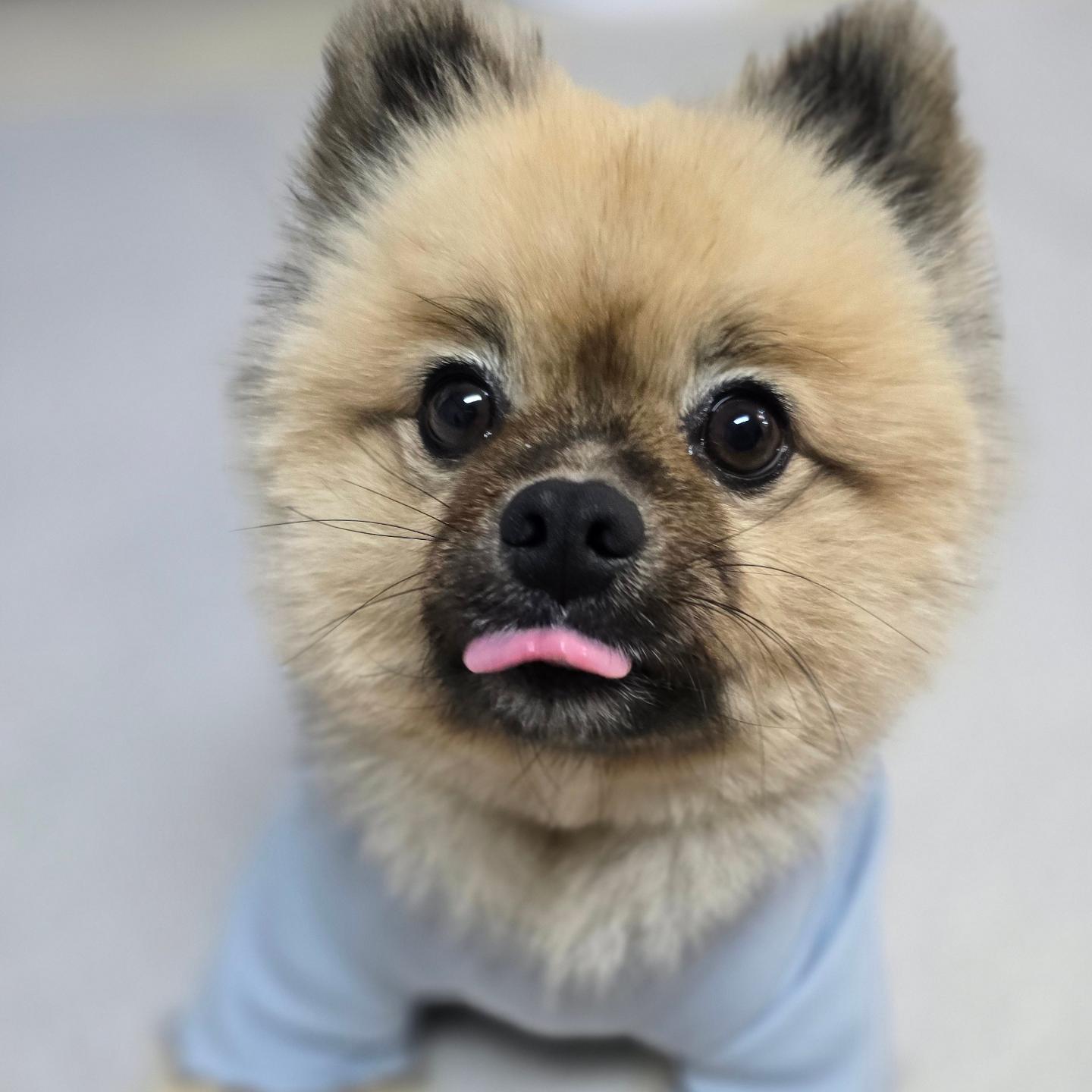 가을이 왔다 🍁🍂
날씨 추워졌으니 댕댕이들 다들 감기 죠심해 🐶

가을 남자 정럭키는 요즘 미모 물오르는 중 🫶🏻
털쪄서 옷 밖으로 튀어 나온거
왜 이렇게 귀여운거야 미쳐 ❤️

얼빡샷 초근접샷도 갓벽 ㅎㅎ

요즘 엄마가 인스타그램보다 스레드가 더 재밌대 !!
댕친들 우리 스친도하쟈