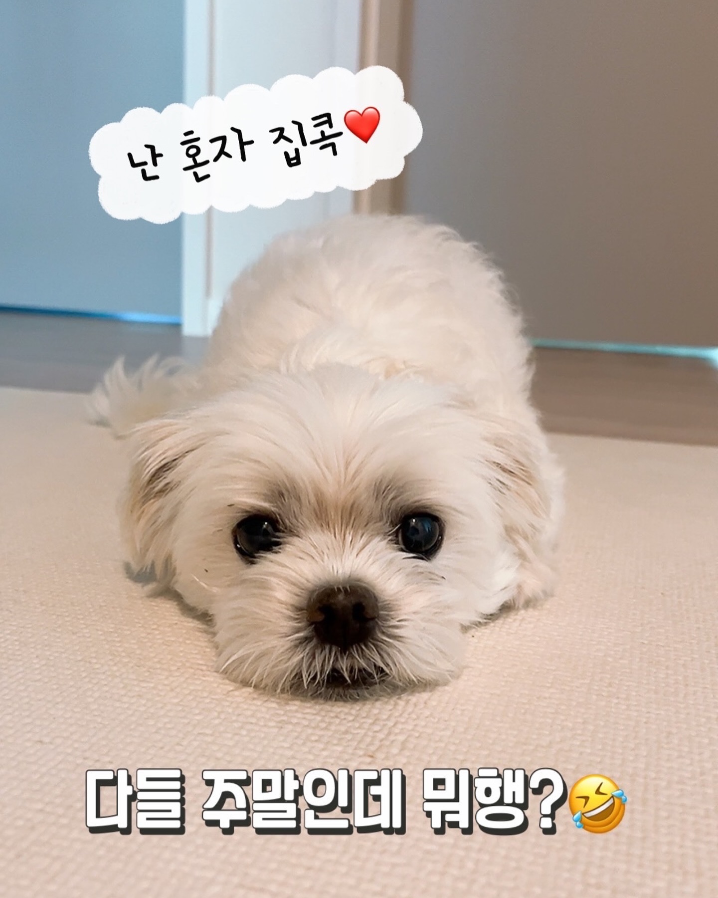 #개은우 #차은우 #얼굴천재

주말인데 다들 뭐행?❤️

다들 외출하구 콩이는 혼자 집콕

#집이최고 #나혼자에어컨 

#집밖은위험해 
#집콕 #주말 #일상 
.
.
#오콩 #콩이 #대전토박이 #대전토박이랍니다🙋🏻‍♂️ #대전의아들 #대전의개아들 #차은우닮은강아지 #차은우닮은꼴
#말티즈 #강아지 #maltese #dog #멍멍이 #댕댕이 #반려견 #견주소통 #멍팔 #멍팔맞팔 #강아지친구 #강아지친구들맞팔해요❤ #소통