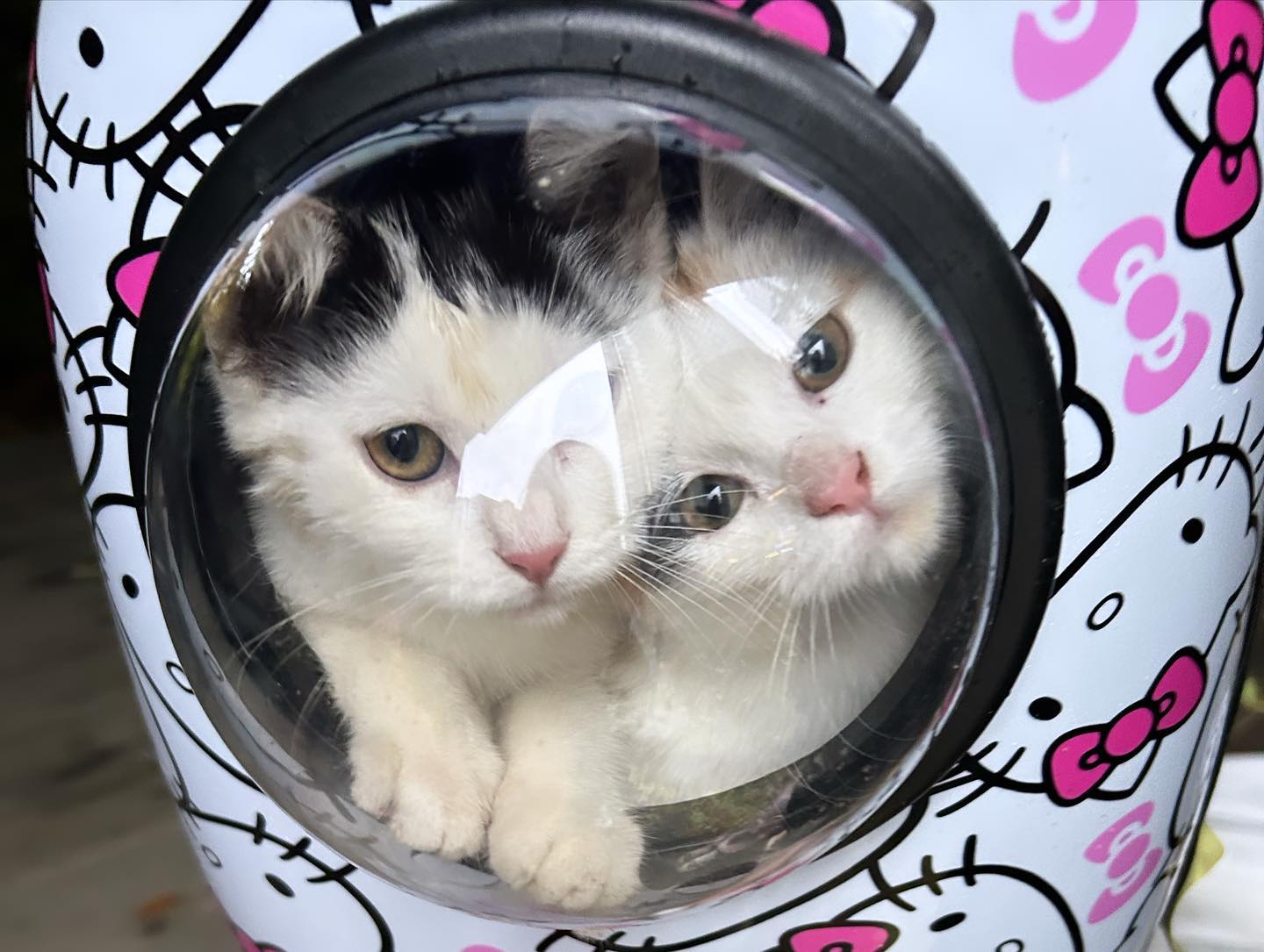 .
며칠전부터 집앞에 나타난 새끼냥 두마리🐈⭐️
.
날은 이제 추워지는데 어미는 안보이고 갑자기 어디서 나타난건지. 사람을 머무 좋아하고 경계도 없는 모습이 귀엽기도 하지만 걱정이 앞섰다. 아무것도 없는 아스팔트 바닥에 터를 잡으려고 하는 모습에 많이 마음이 쓰였다.
.
하지만 오늘 아침에 좋은분이 키워주신다고 냥줍 해가시는걸 목격💜
.
.
너희들은 복도 많아.. 사랑 듬뿍 받으며 행복한 묘생 되어라🐈🌼
.
#냥줍 #냥스타그램 #고양이두마리 #길고양이입양 #강동역냥줍