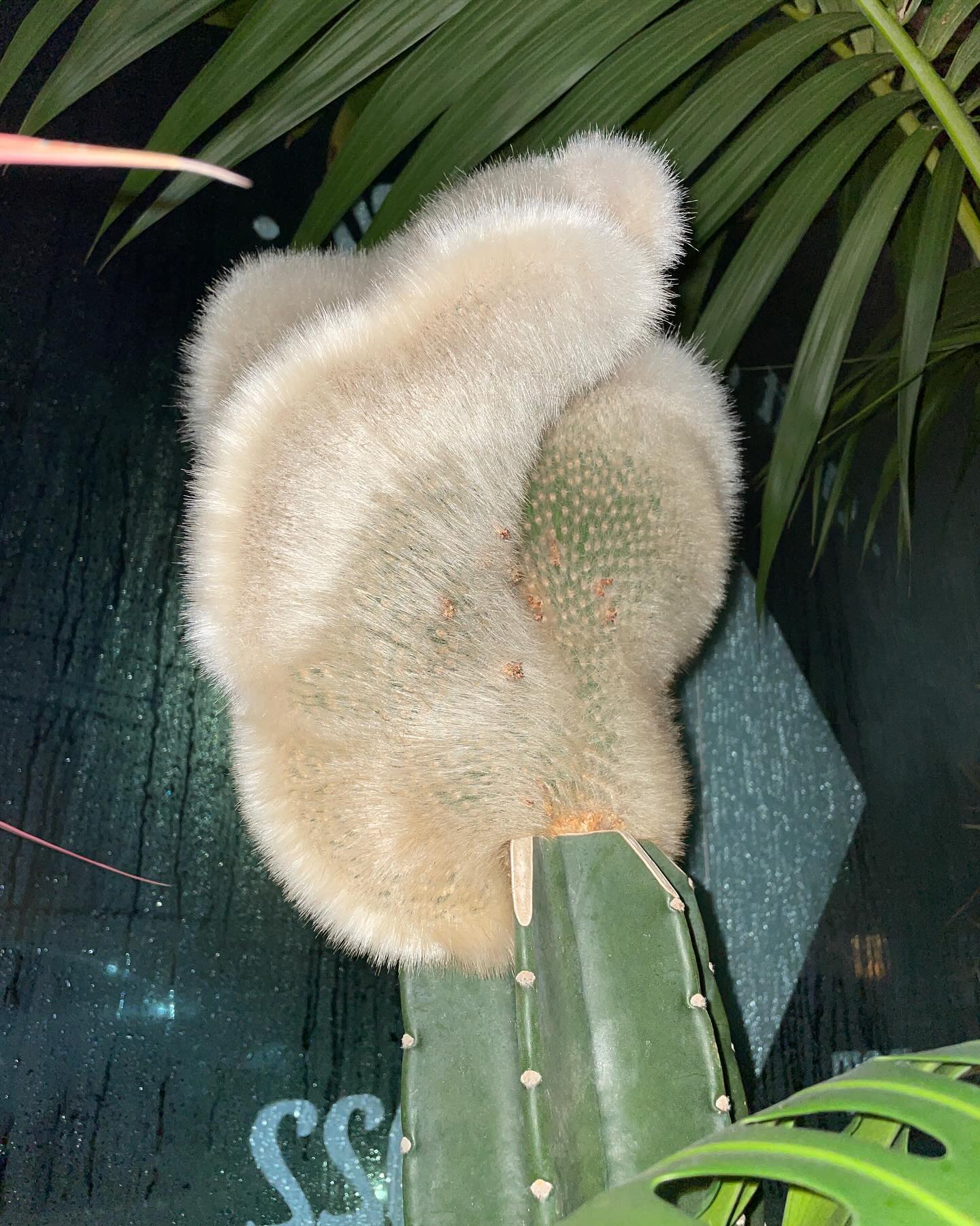 콘텐츠