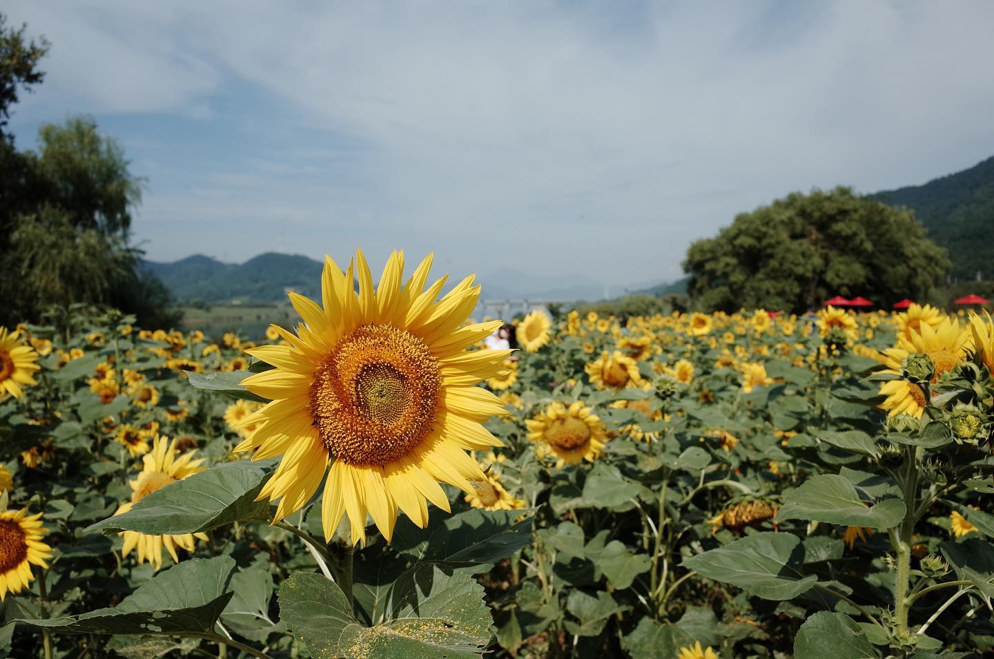 때맞춰 찾아가는 부지런함도 중요하네🌻
너무 예쁘다 🌞 

#논공꽃단지 #논공해바라기 #논공삼거리 #리코gr
