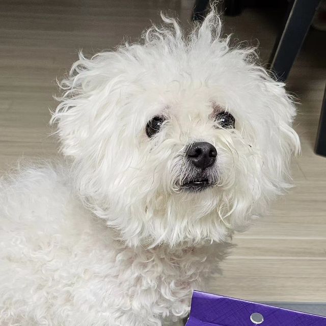 kmlee79 on Instagram: "#광고 . 비숑은 특히나 꾸준한 빗질이 중요해요 곱슬털이라 특히 잘 엉키기도 하고 하루만 걸러도 금새 엉켜서 아예 빗겨지지도 않아요ㅜ.ㅜ 빗질한것과 안한것의 차이가