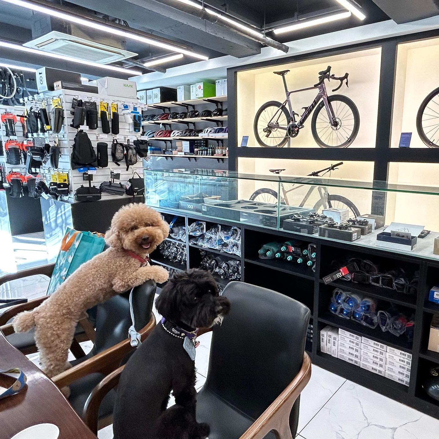6년만에 클릿슈즈 바꾸기🫶
자전거는...🥺

#애견동반 #손바이크 🐾