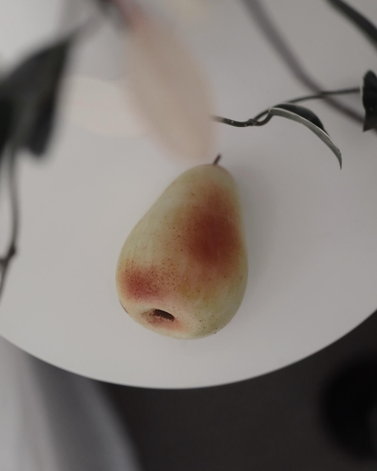 제품제공 : : 

스쳐봐도 예쁘지만 
자세히 들여다 보면 제 각각의 매력이 느껴지는 마블프루트🤍

맛은 우리나라 배가 최고라지만 서양배 쉐입 감성은 포기 못하죠. 워낙에도 서양배가 좋아서 제 첫 마블프루트도 빈티지서양배였고요. 화이트 서양배, 빈티지 서양배 다 가지고 있어서 이번엔 라임 서양배를 골랐는데 미묘하게 다른 라인도,수줍게 물든듯한 채색도 참 매력있어요. 

미켈란젤로가 조각에 사용했던 대리석이 비앙코 까라라 대리석이라고 해요. 마블프루트도 이태리 비앙코 카라라 대리석으로 만들어진다죠. 

위대한 미술작품만큼 영원히 변치않는 과일 오브제.

집스타그래머의 성지 같은 곳이 되지 않을까 싶은 마블프루트 쇼룸이 12월 1일 오픈이애요. 

🤍신상품 20% 할인에 
🤍대리석 과일 구매시 갯수당 프룻워시 증정 
🤍30만원 이상 구매시 핸드워시 증정

대박 빵빵한 이벤트로 기다리고 있다니 시간 되시는 분들은 꼭 들려보세요. 
저는 가고 싶은데 갈수가 없어서 윱니다 🥹

#베이지홈 
#마블프루트
#마블프루트러버2기