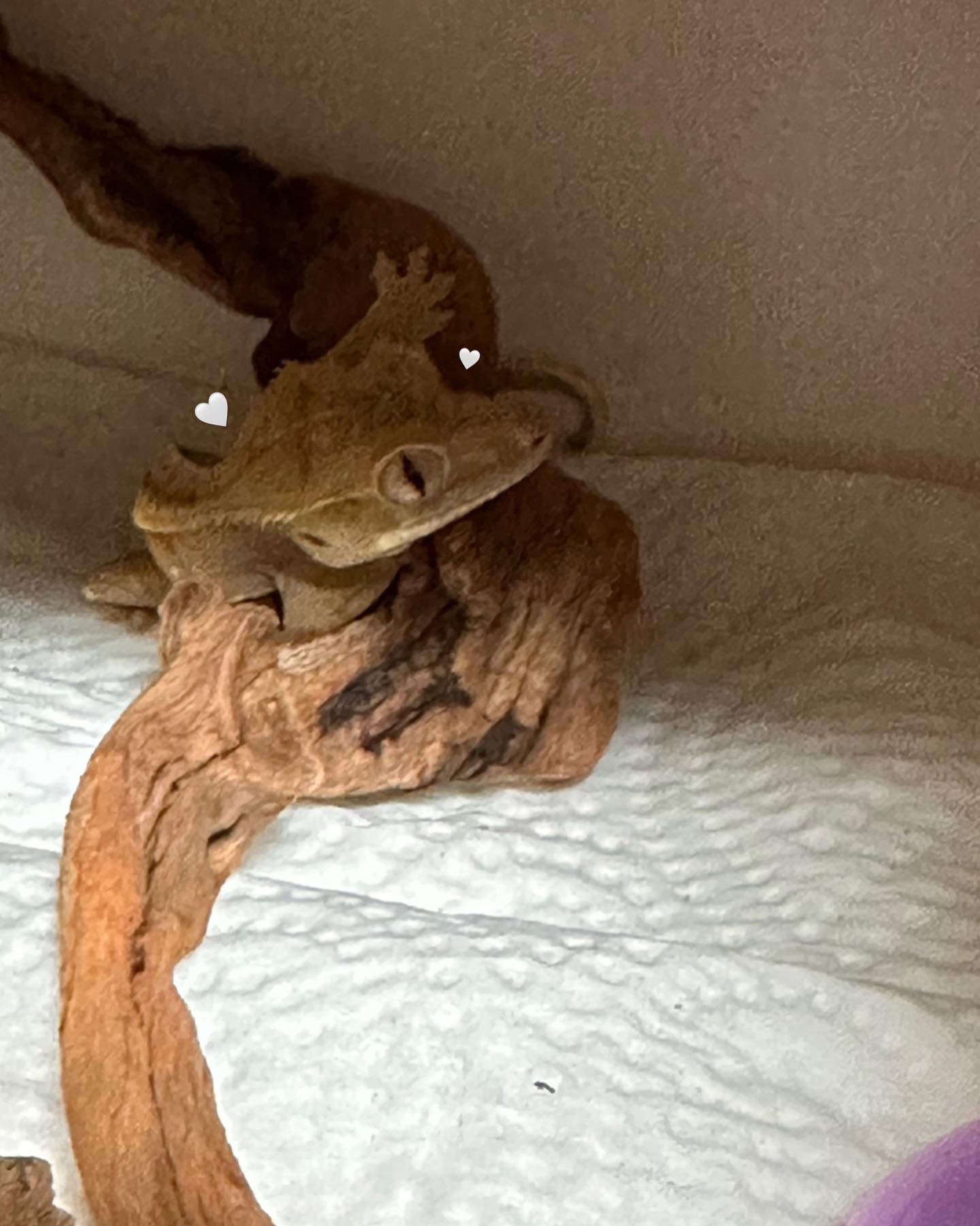 크롱 찾아 보세용 🫧🦎