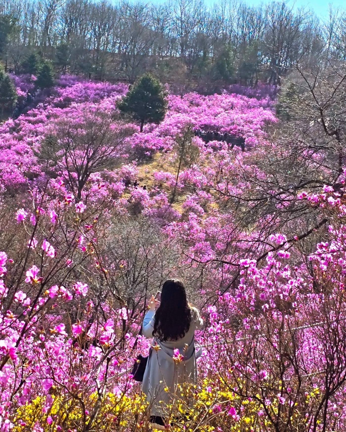 2024.03.31
서울에서 1시간도 안걸리는 가까운 거리라 오전에 후다닥 다녀왓다.
노란 개나리와 분홍분홍한 진달래가 너무 이쁘다.

#일기#서울근교나들이 #진달래축제#진달래군락#원미산진달래축제