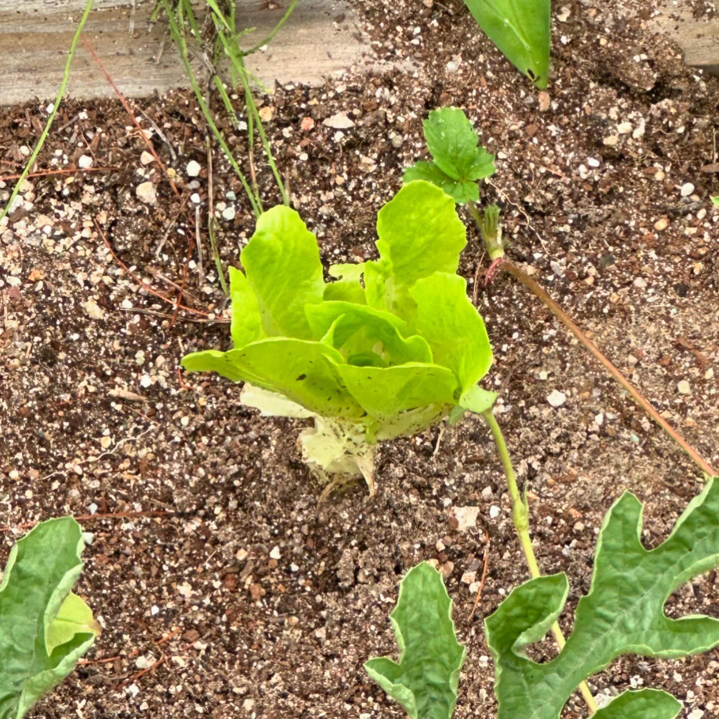 버터헤드는 다행히 조금 자랐다 💚 키토 요리 성공