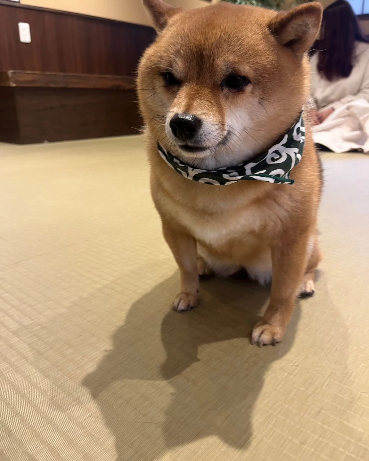 댑악뒷북