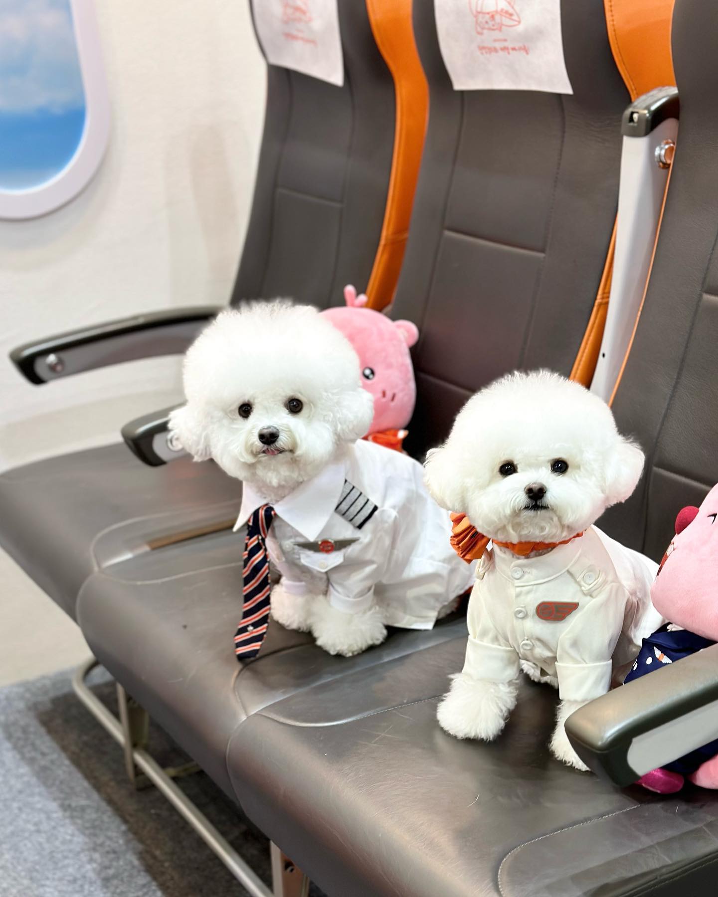남친까비랑 제주항공타고 제주여행 가고싶당🍊🧡
우리커플 제주항공모델로 데려가주세요😆
⠀
⠀
⠀
✈️ jejuair_official 
#제주항공메가주 #제주항공베스트댕포토 #제주항공어나더심펫

(*태그누락으로 재업로드햇오요)