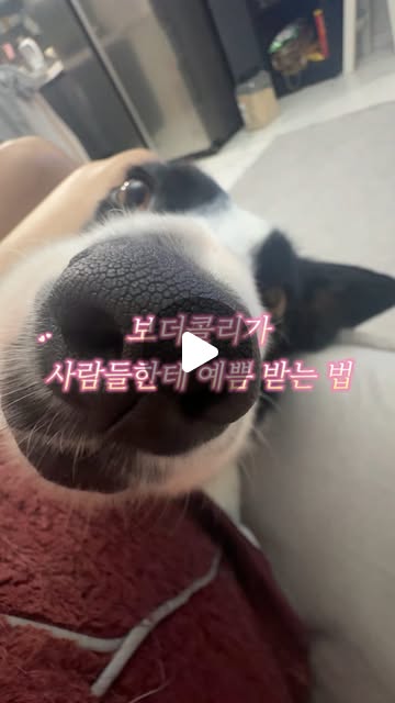 콘텐츠