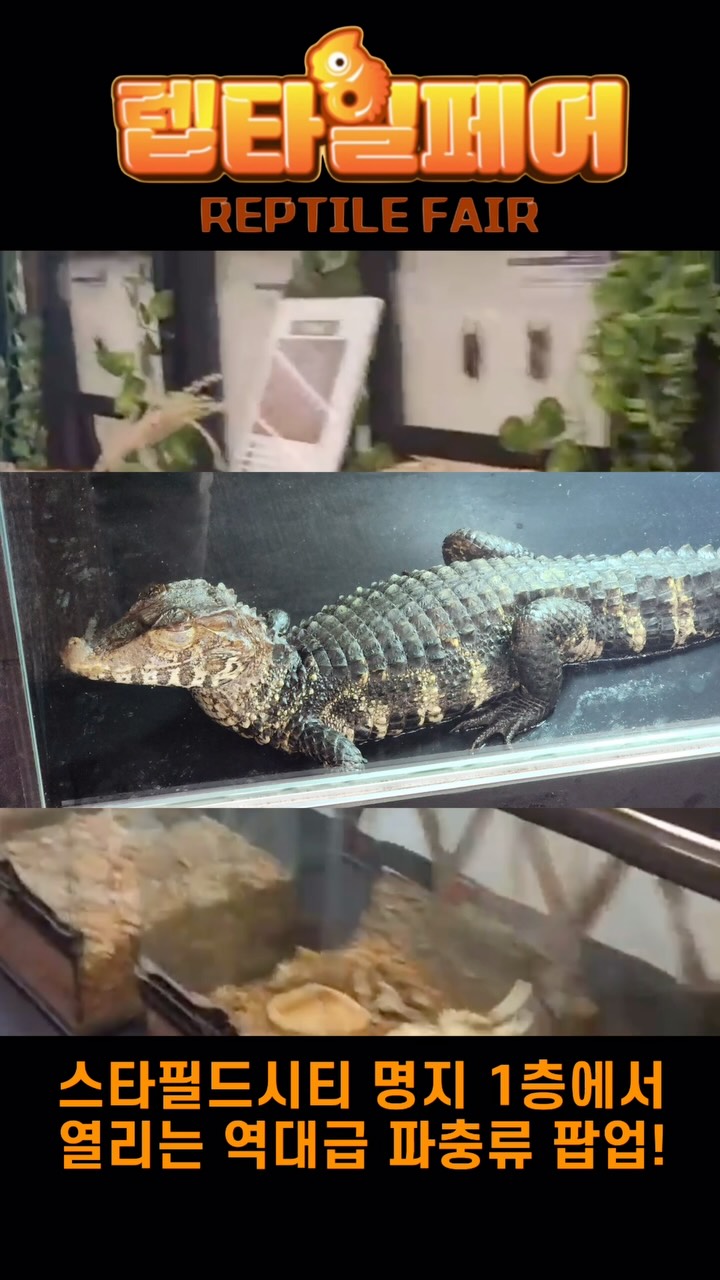콘텐츠