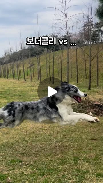 콘텐츠
