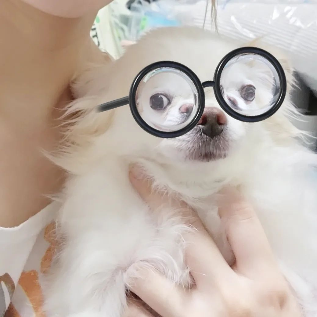 2023.05.30~31 쫑이(73번째)

드디어 게시물 다시 시작!!
쫑인 오늘 어플 촬영ㅋㅋㅋㅋㅋㅋㅋ
맹꽁이 안경 왜케 웃곀ㅋㅋㅋㅋㅋ
공주쫑이도 찰떡이고 유치원생쫑이 미친귀욤......😍

#위탁 #치와와 #장모치와와 #쫑이
#Chihuahua 

#강아지 #댕댕이 #멍멍이 #멍스타그램 #펫스타그램 #펫팸족
#instapet #dogstagram #companion #dog  #instadog #instatpet #petstagram 

#애견호텔링 #가정호텔링 #반려동물관리사
#방문 #산책 #유치원
#부평 #펫시터 #펫시터의하루 

#fff #LB #문의