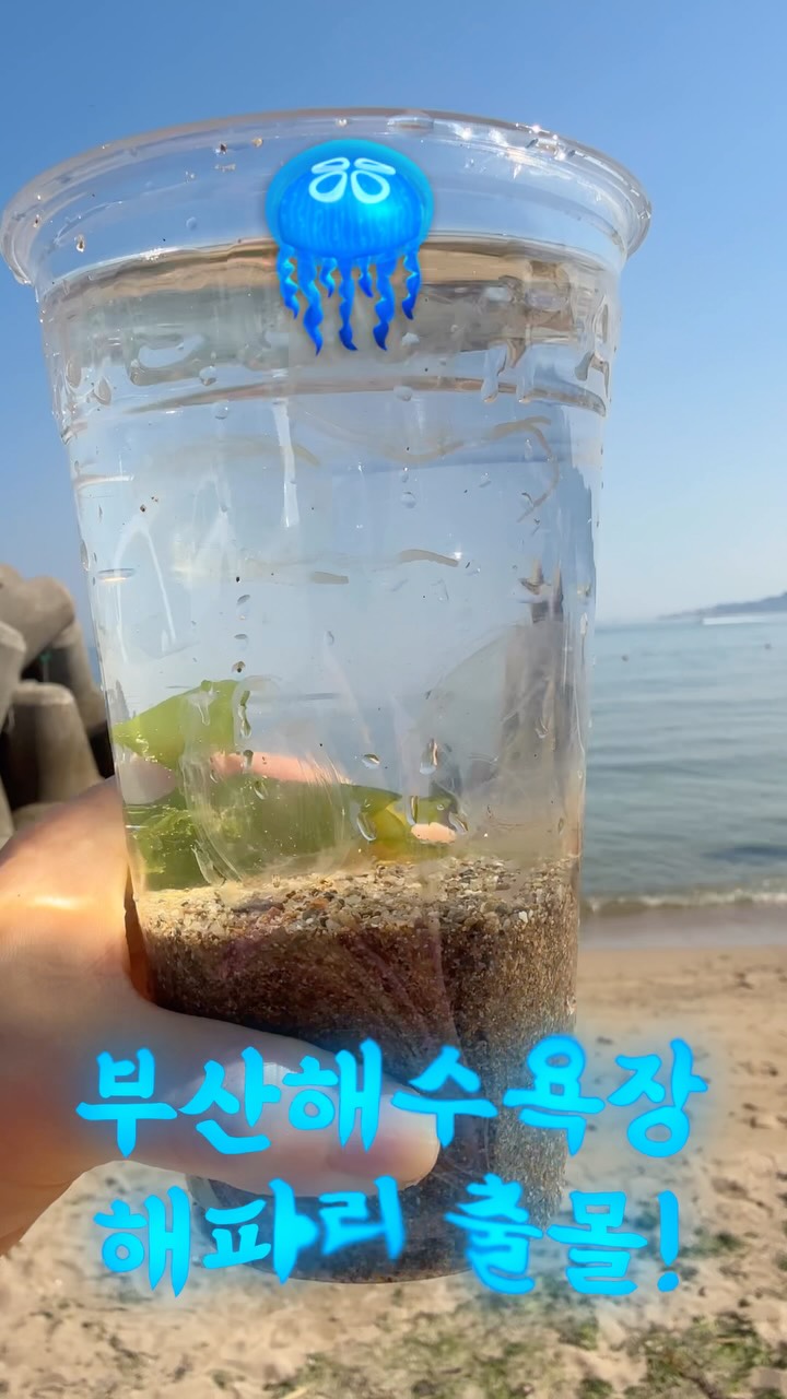 콘텐츠