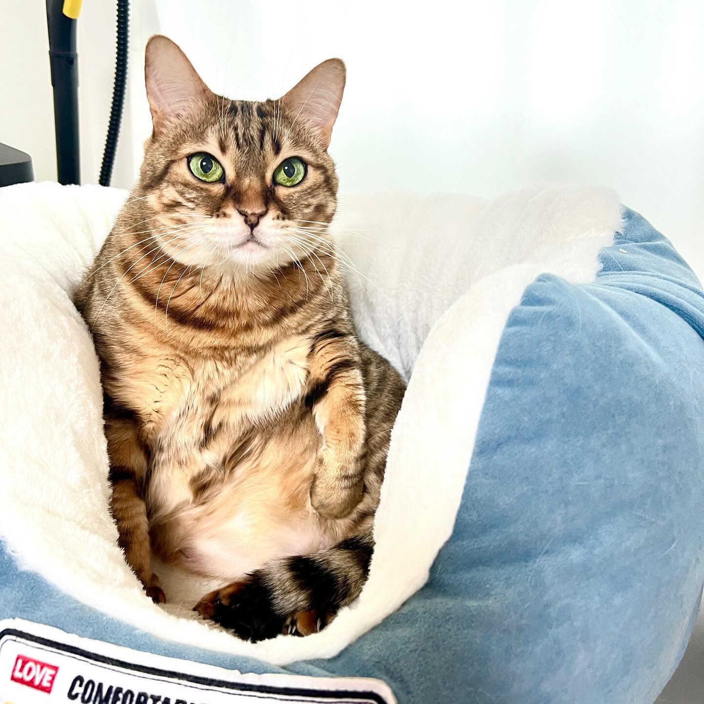 띰띰맹 ♥️
멍때리기

#고양이일상🐈 
#고양이하루일과 
#냥팔로우 
#멍때리는고양이