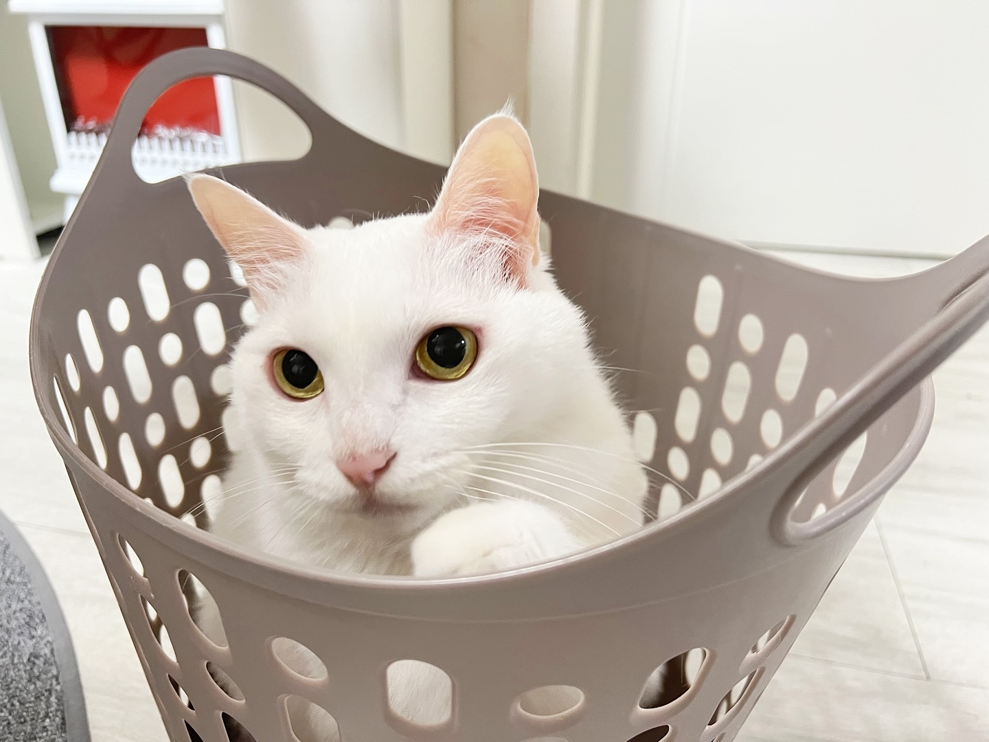 고양이 빨래끝!!

#엉뚱한고양이 
#고양이본능 
#고양이빨래 
#냥이의하루🐈 
#고양이일상🐾 
#고양이맞팔