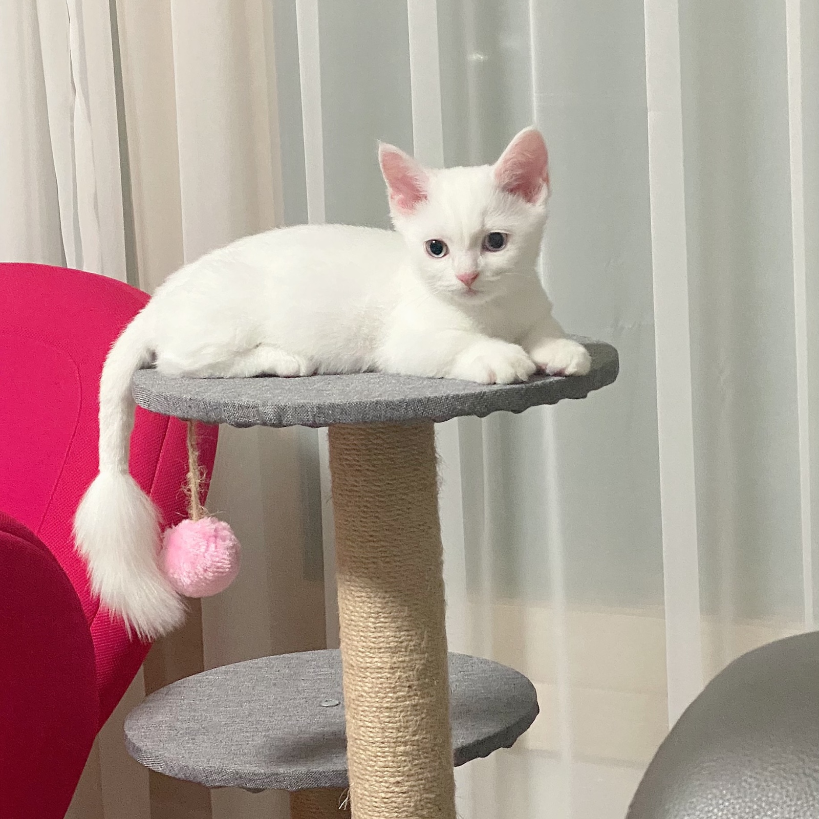 먼치킨 고양이