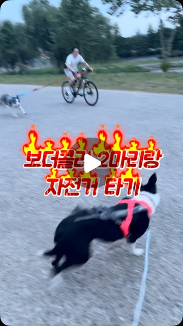 콘텐츠