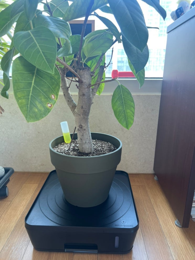대형 화분도 편하게 관리 가능한 벨라가든 이동식 화분받침대 사용 후기!