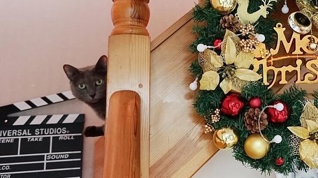 메리크리스마스 🎄
쪽쪽이가 어디에 있을까요?

#크리스마스리스 
#고양이크리스마스 
#고양이크리스마스 
#고양이를찾아라 
#고양이찾기 
#러시안블루그램 
#고양이맞팔해요 
#고양이맞팔선팔