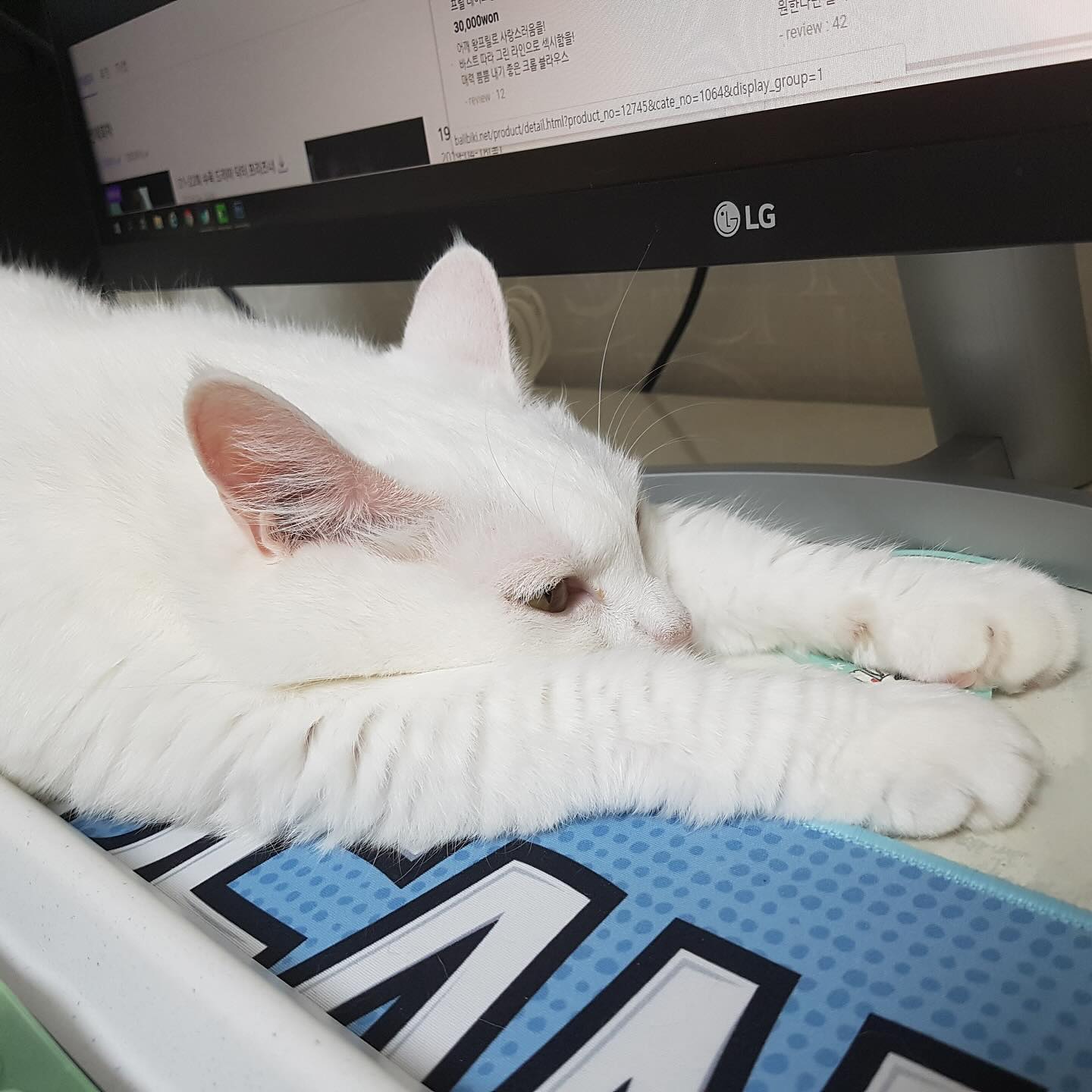 어떻게 너를 사랑하지 않을수가 있어?
♥️

#고얌미 
#고양이일상 
#개냥이🐱 
#냥스타그램😻 
#냥팔해요