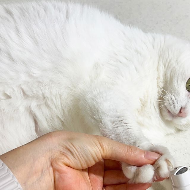 뽀뽀╷사랑╷쪽쪽 ·͜· ♡ on Instagram: "#협찬 기존 사용하던 고양이 발톱 깎이는 잘못자르면 발톱이 갈라지거나 부셔지는 느낌이 있었는데 그라인더로 부드럽게 갈아줄 수 있어서 좋더라구