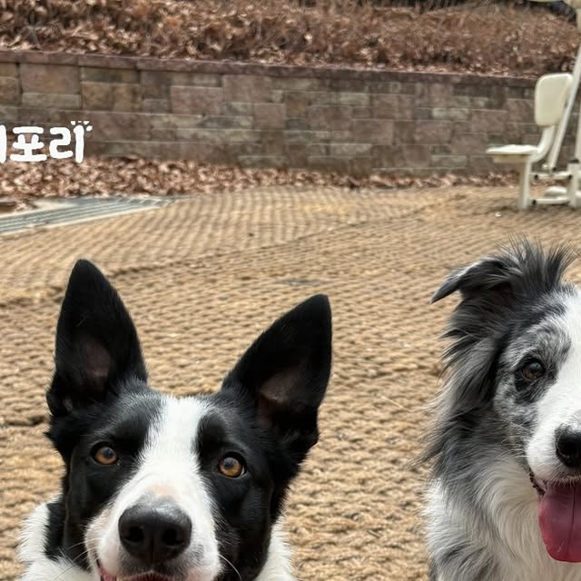 콘텐츠