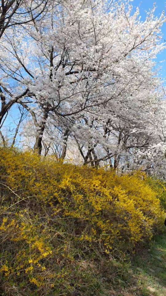 봄이네 봄🌸
.
.
#벚꽃 #🌸
