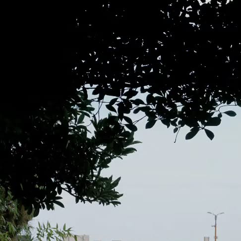 콘텐츠