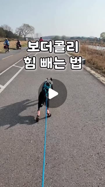 콘텐츠