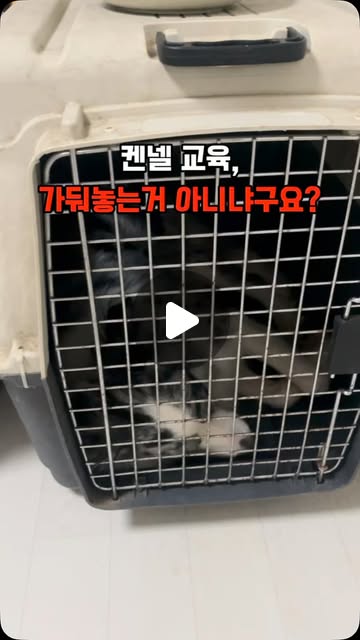 콘텐츠