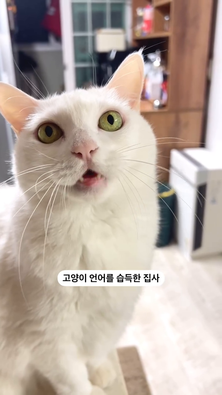 ♥️고양이랑 수다떨기

#고양이언어 
#고양이대화 
#냐옹냐옹 
#고양이냐옹 
#우는고양이 
#냥스타그램이 
#냥팔맞팔