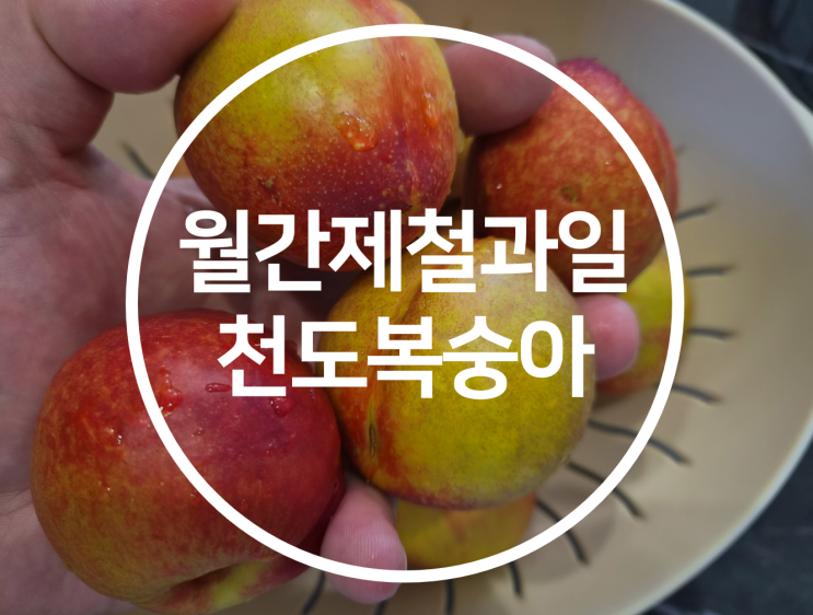 당일 수확으로 신선한 제철 복숭아 맛보기, [월간 제철 과일] 오월도 천도복숭아 안전 배송 후기