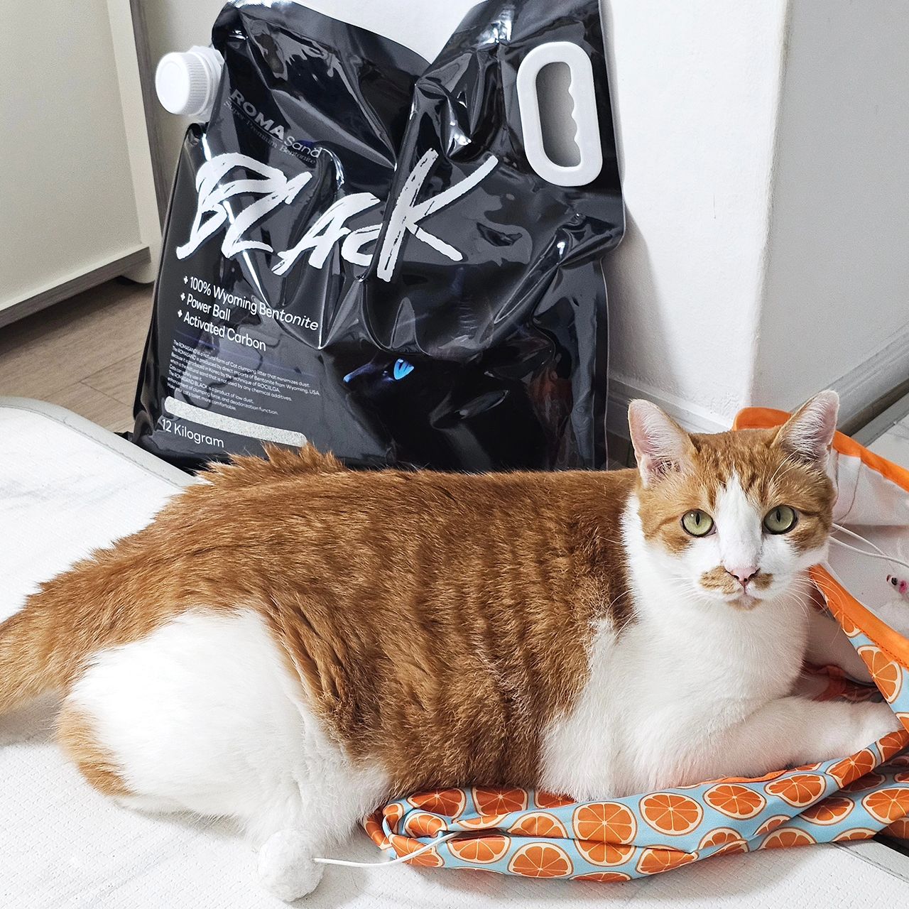 모래모래고양이모래😻
.
.